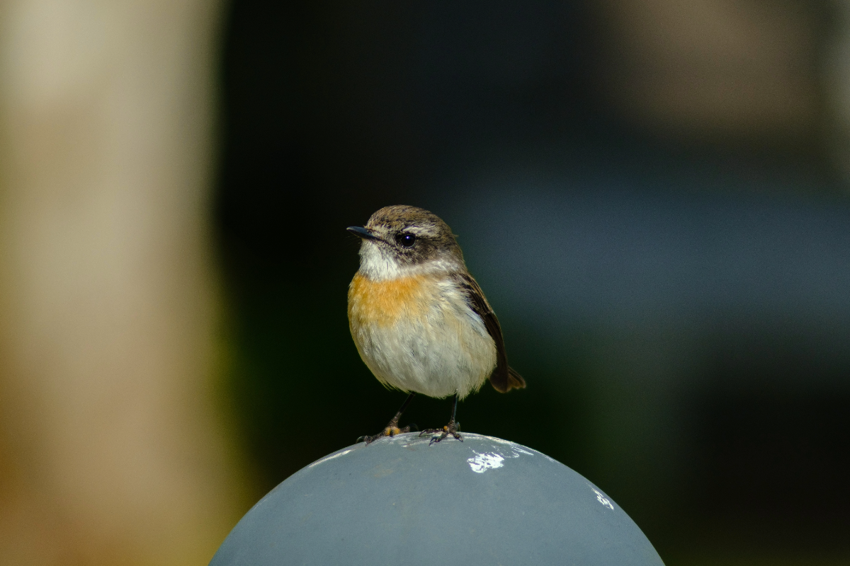 Tec-tec ptak reunion