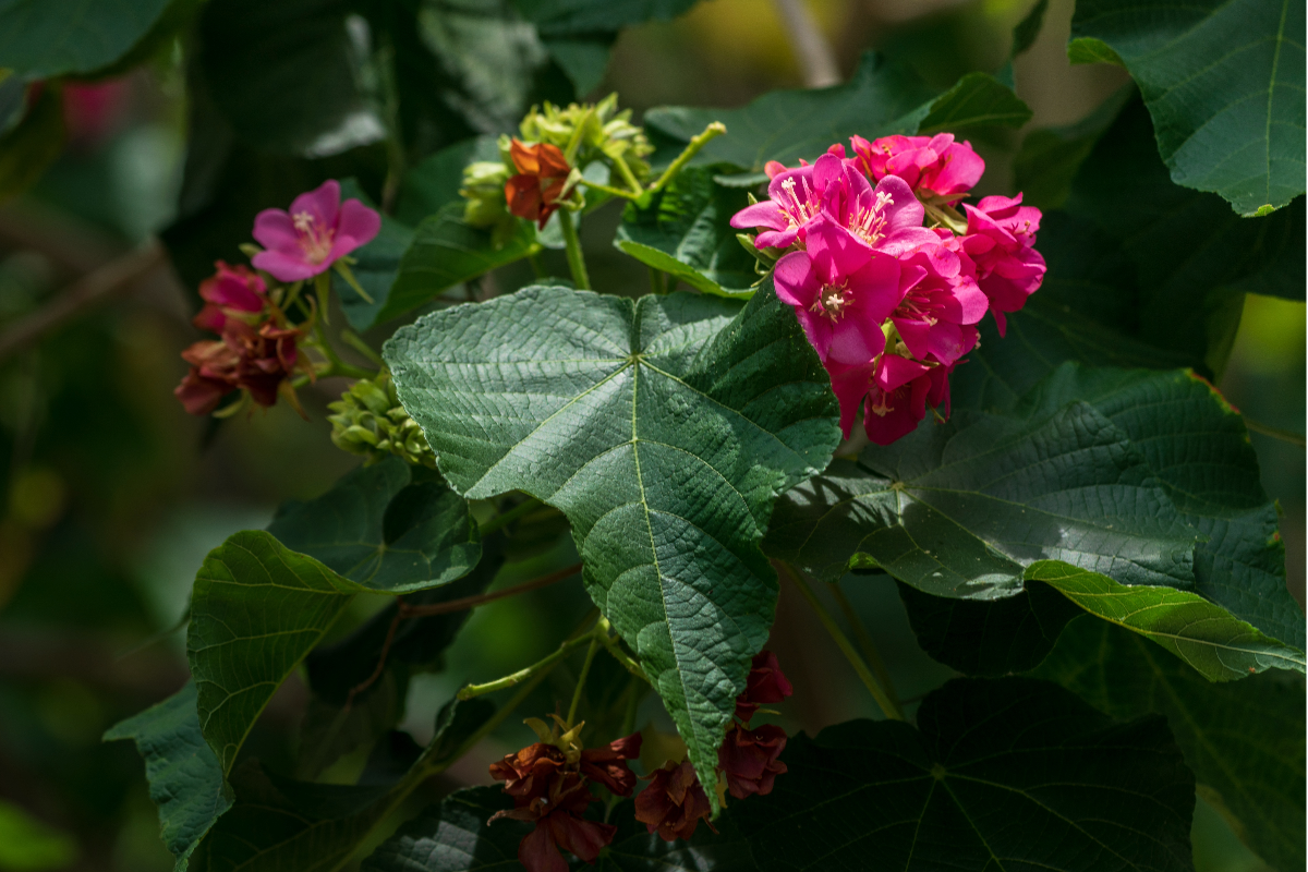 dombeya kwiat reunion roślina